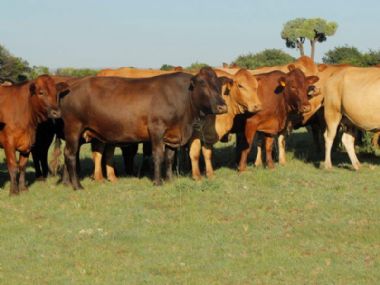  - Pregnant Cows