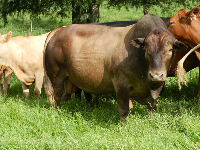 Tuli bulls for sale - Tuli Bulls for sale from Buffels Bosch Stud<Br>
GNC 08 15<br>
HBH 11 25<br>
40 Cows available