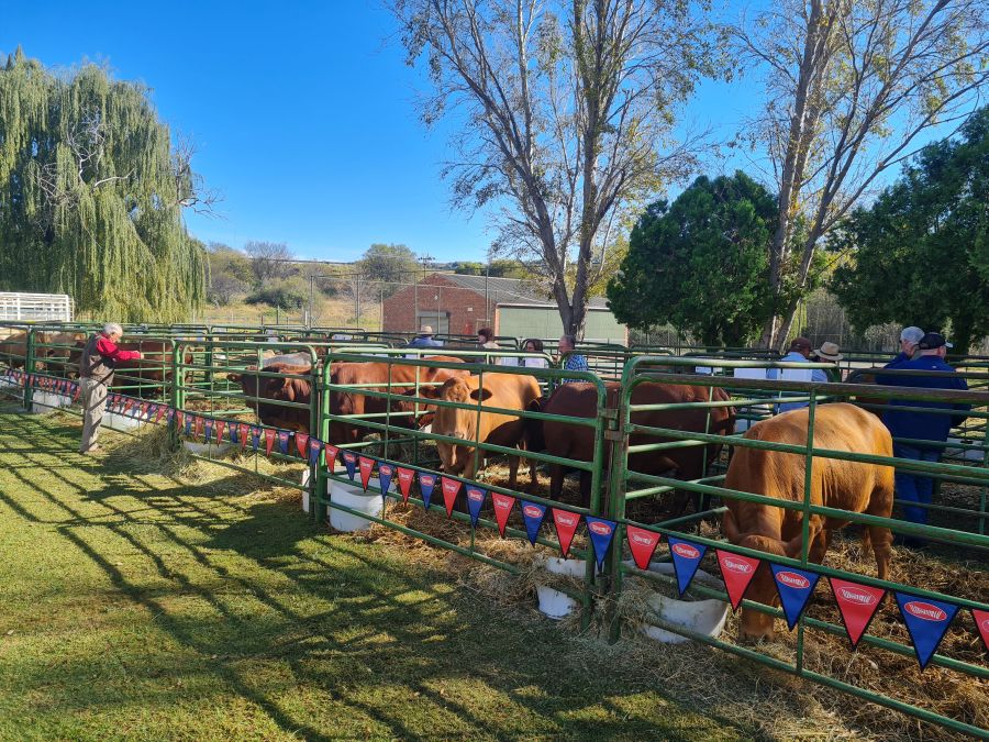 Tuli National Open/ Pregnant Heifer Sale