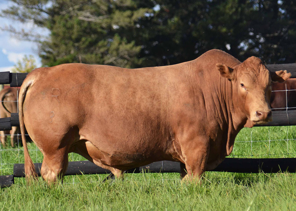Tuli Cattle Highest Auction Price 2022